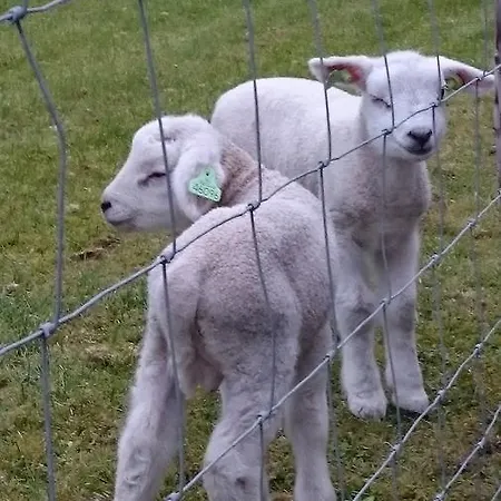 Het Uilenbos 3* De Koog (Texel)