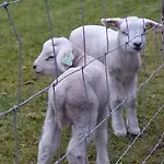 Het Uilenbos 3* Де-Коог